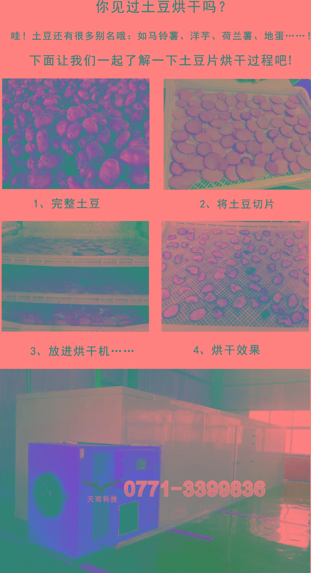 土豆.jpg
